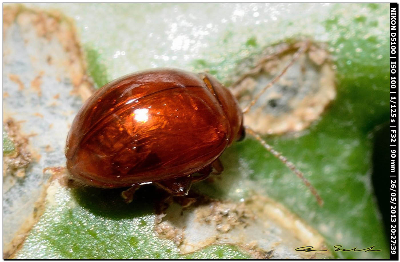 Chrysomelidae, Sphaeroderma rubidum